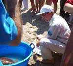 19 luglio 2004, Sciacca AG), spiaggia Capo San Marco - liberazione tartaruga marina