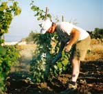 giugno 2003, Oasi WWF di Torre Salsa - manutenzione vigneto